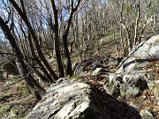 31 Dopo la 'Mughera' bosco di carpini neri